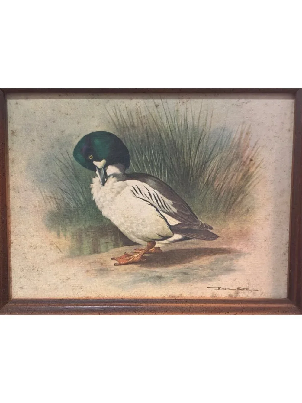 Vintage Framed Duck Print By Basil Ede In Rustic Wooden Frame 12x10 READ!